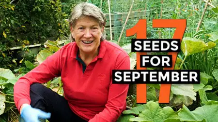what to sow in September