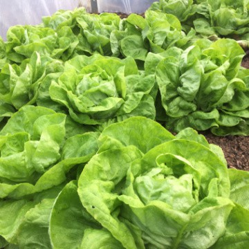 winter density lettuce growing under cover
