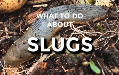 Slug Control – How to get rid of slugs in garden