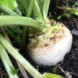 white turnips