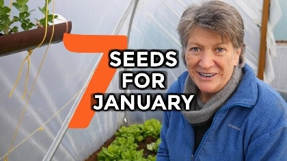 veg seeds for january