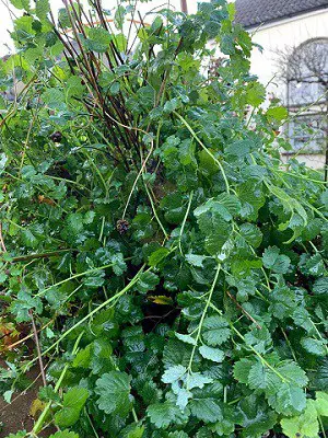 Grow salad burnet without a garden, in a container.