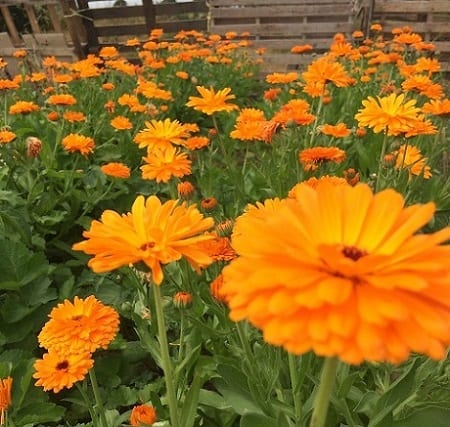 Calendula edible flowers