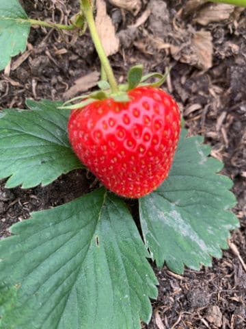 strawberry on leaf