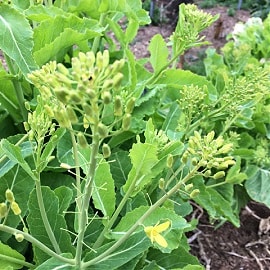 Bright green leaves of tree cabbage with yellow flowers