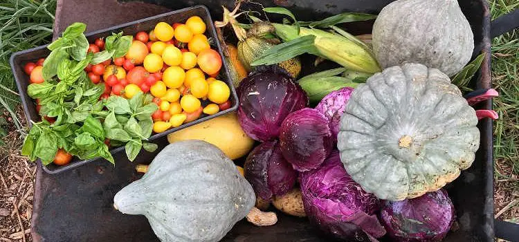 Freshly harvested vegetables in a wheelbarrow