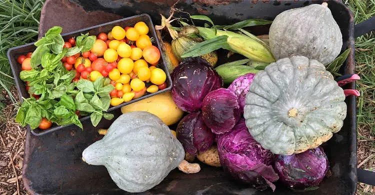 Freshly harvested vegetables in a wheelbarrow