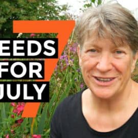 vegetable seeds to sow in July