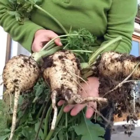 How to grow Parsnips right from seed to harvest