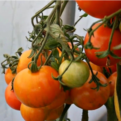 tomato plant companions