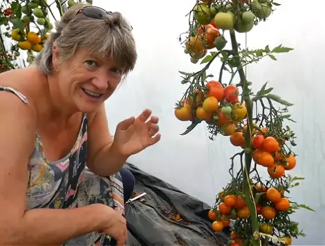 growing tomatoes