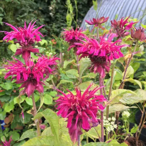 bee balm, monarda or bergamot