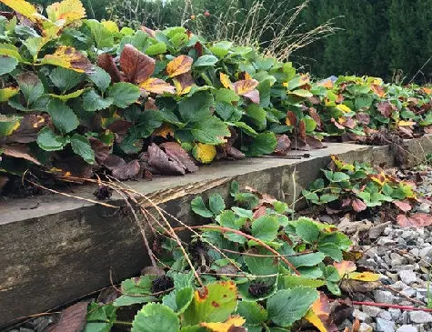 simple raised bed made from sleepers