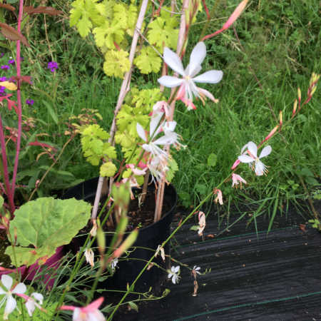 Gaura has fine stems of flowers