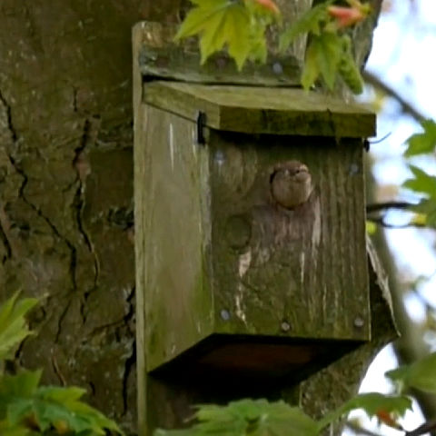 bird box for wildlife garden