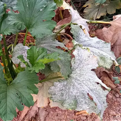 Powdery mildew on plants