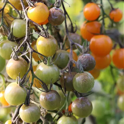 what does tomato blight look like