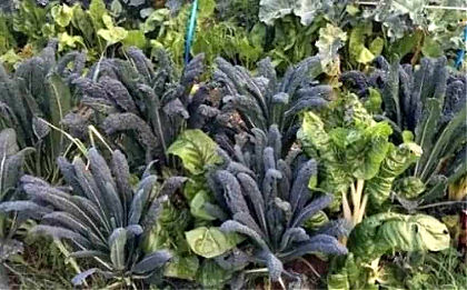 Tuscan kale is drought resistant