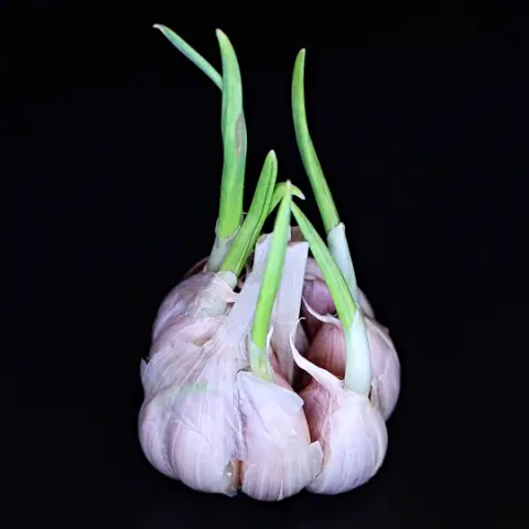 Garlic clove starting to grow