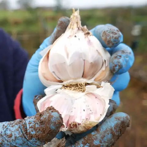 Splitting a large garlic bulb into cloves