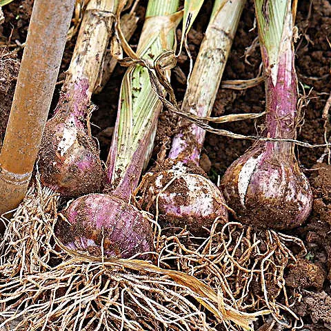 Garlic lifted from the garden