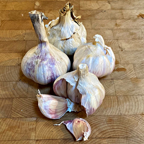 Garlic bulbs and cloves for planting