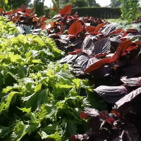 fast growing vegetables like perilla shiso grown for baby leaves