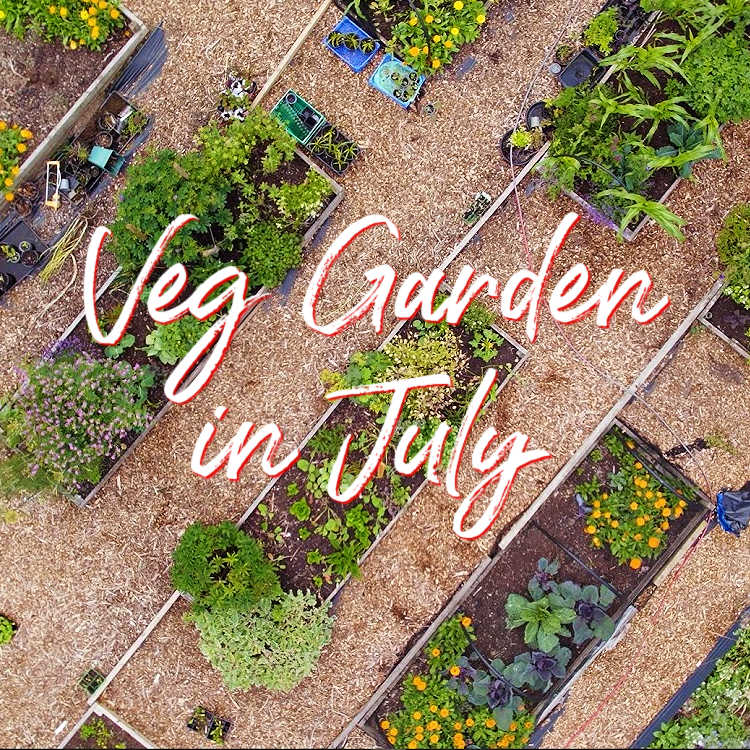Overhead view of a vegetable garden in July
