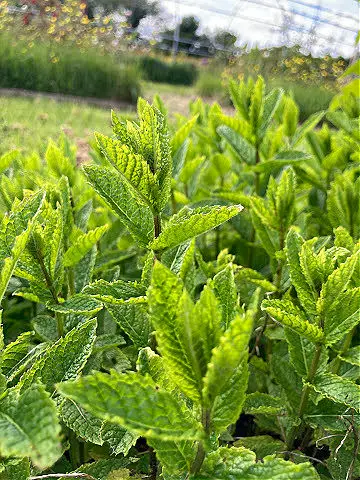 mint as groundcover herbs