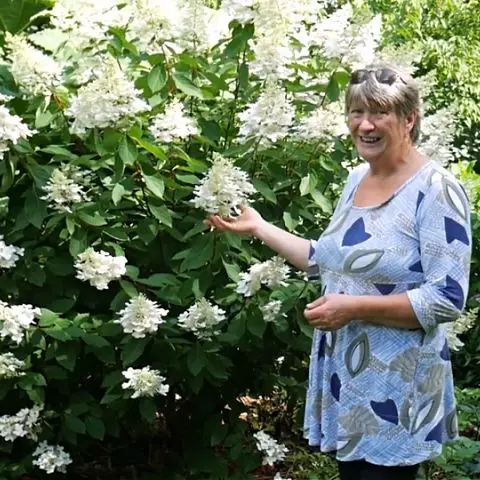 white garden autumn flowers including hydrangeas