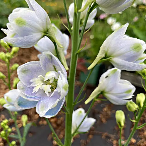 Vertical accent plants like  Delphinium