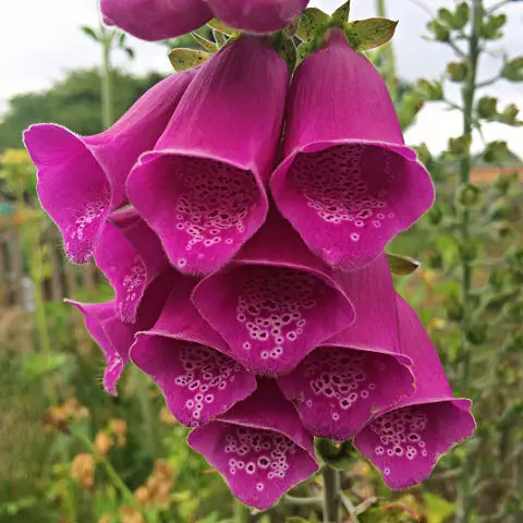 Vertical accent plant Digitalis