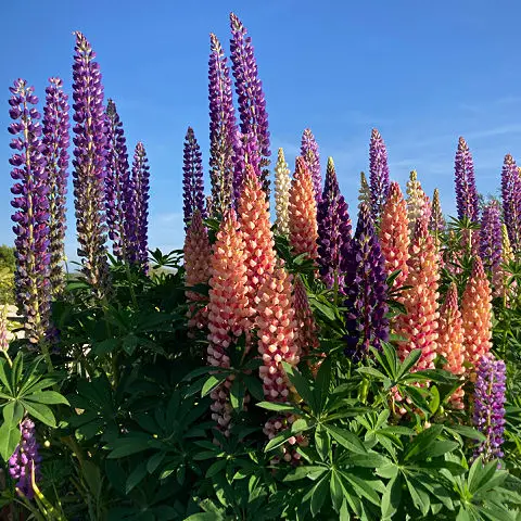 Vertical accent plants like lupins