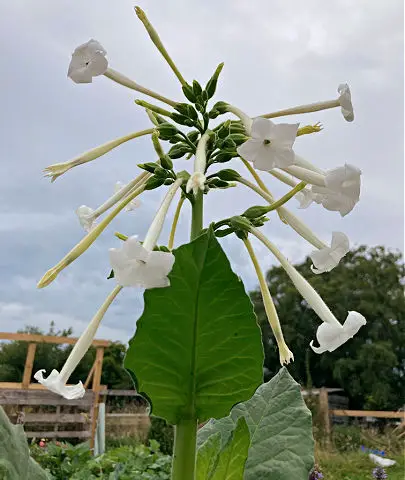 Nicotiana sylvestris is a good vertical accent plant