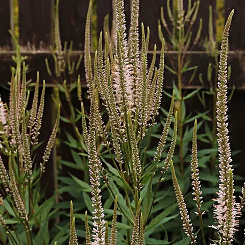 White veronicastrum are good vertical accent plants