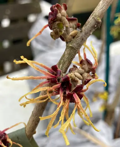 Witch hazel is a great flowering shrub for winter fragrance.