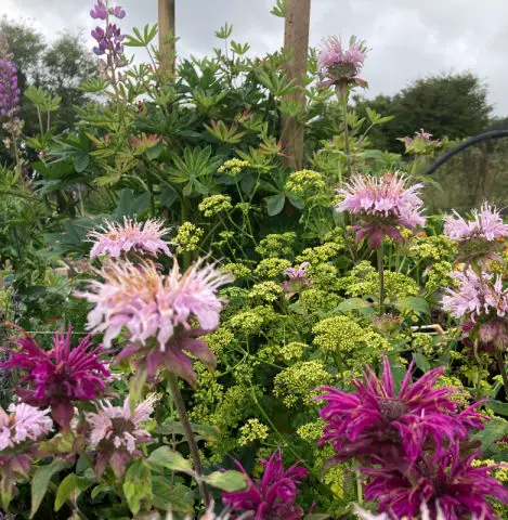 Use parsley as filler plants for flower border with its umbels of yellow green flowers.