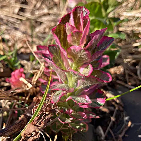 Pink leaves of new growth of Lysimachia punctata Alexander