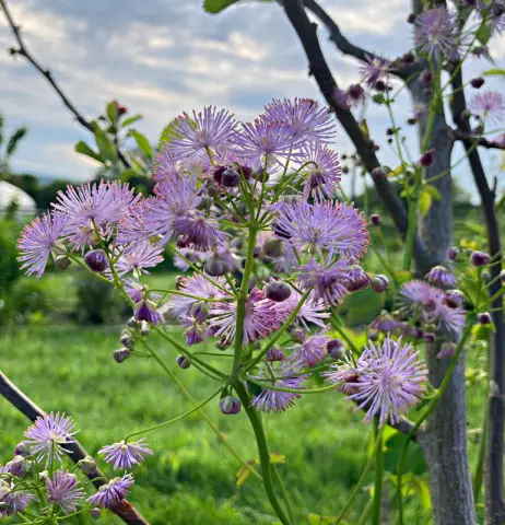 Thalictrum delavayi used as filler plants for flower border