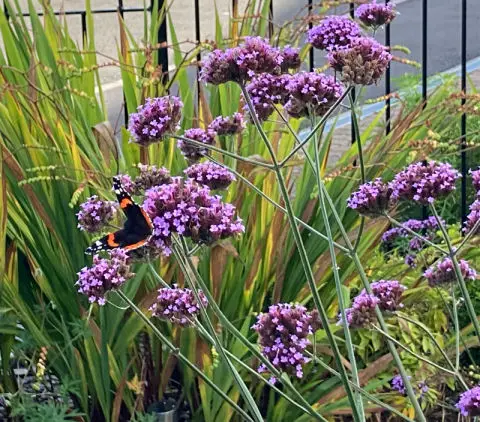 Verbena bonariensis make good filler plants for flower border as the flowers appear in tall stems.