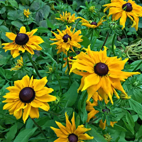 Rudbeckia Goldsturm are great winning colour plants