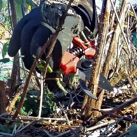 Cutting old raspberry canes in the vegetable garden in January