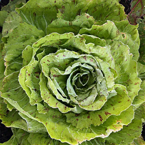 Endive in vegetable garden in January