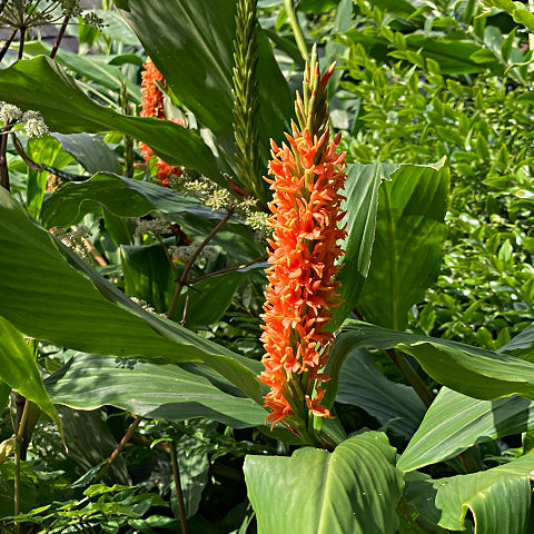 Ginger lily Tara plants have orange flowers