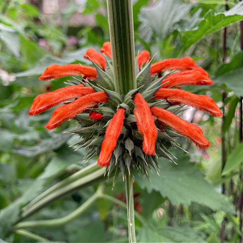Leonotis nepetifolia are plants with orange flowers
