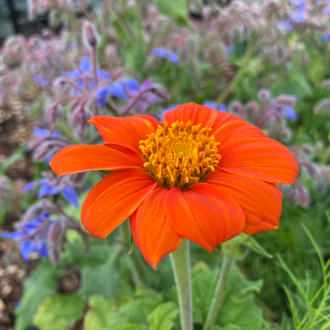 Tithonia rotundifolia ‘Torch’ are annual plants with orange flowers