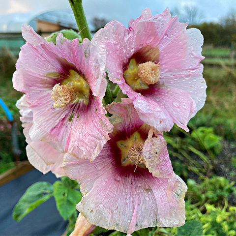 Grow hollyhocks as biennials, to sow in June and July for flowers next year