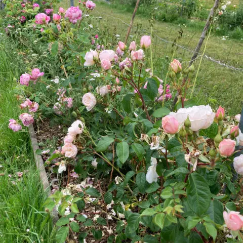 Roses make great ground cover plants