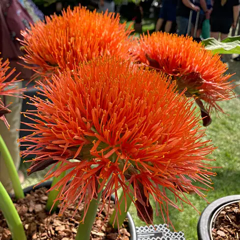Orange flowers bulb for summer and autumn