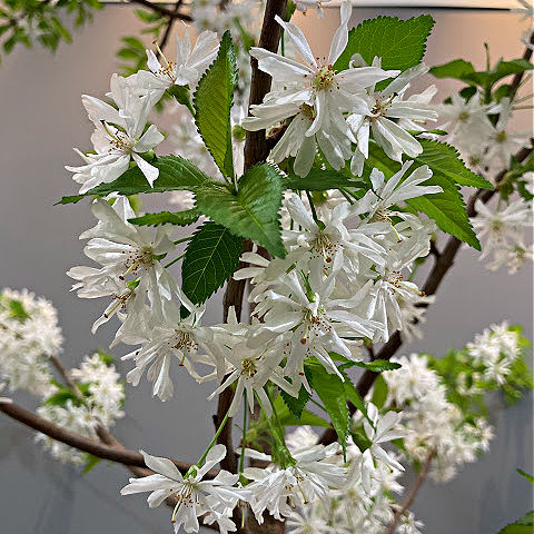 heavenly plants named after celestial bodies include Prunus Starlight